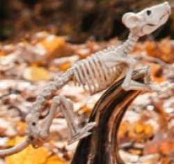 skele rat Meme Template