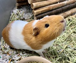 guinea pig sniff Meme Template