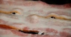 Talking bacon Meme Template