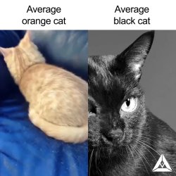 Average Orange Cat vs. Average Black Cat Meme Template