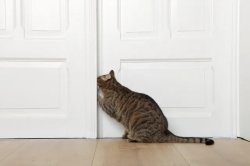 Cat and door Meme Template