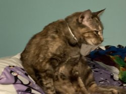 Lazy cat Meme Template