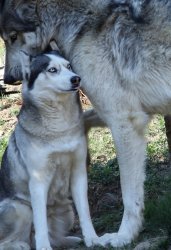 husky vs wolf Meme Template