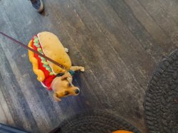 Weiner Dog Sammy? Is it a sammy? Meme Template