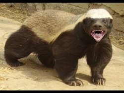 Angry Honey Badger Meme Template