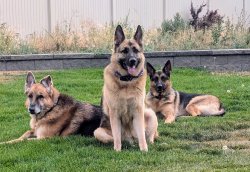 German shepherds Meme Template