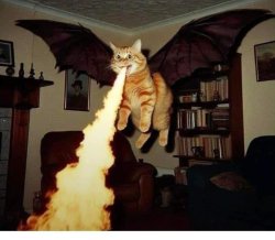 cat at 2 AM Meme Template