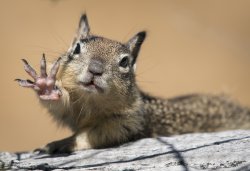 Squirrels for Trump Meme Template