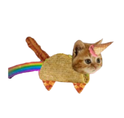 Bacon Taco Cat Meme Template