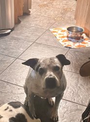 Did you say bacon? Meme Template