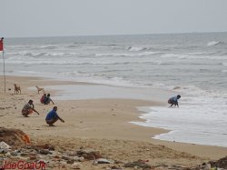 Designated pooping beaches Meme Template