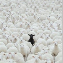 Black Sheep in white sheep herd Meme Template