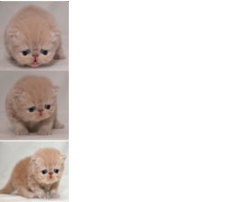 sad kitten 1 2 3 Meme Template