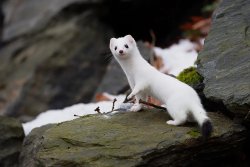 Surprised Stoat Meme Template