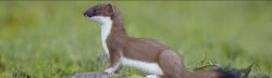 Stoat seeing the future Meme Template