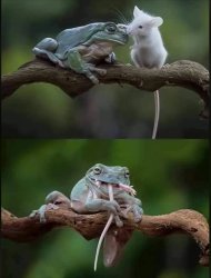 Whites tree frog mouse Meme Template