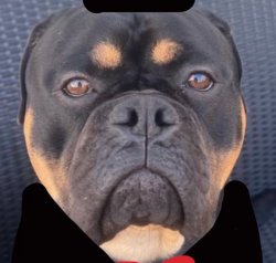 COCO Bad dog Meme Template