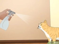 Cat Spray Meme Template