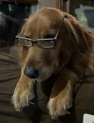 Dog glasses Meme Template