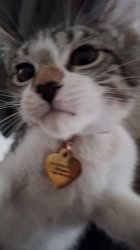 Kittyyyyyyy Meme Template