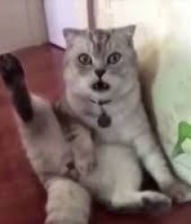 Cat reaction after loosing his balls Meme Template