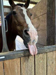 George the Horse Meme Template