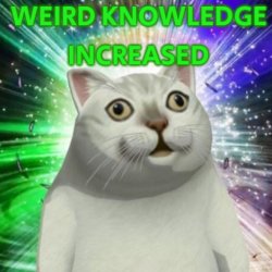 weird knowledge increased Meme Template