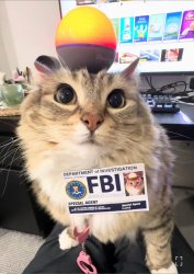 fbi cat Meme Template