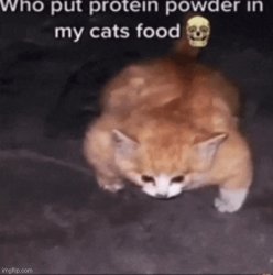 cat was fed with too much catnip Meme Template