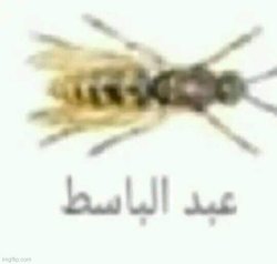 Arabic bee Meme Template