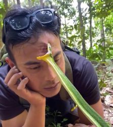 Chill guy with snake biting his forehead Meme Template