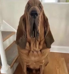 Cursed Bloodhound Meme Template