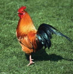 my massive, juicy, oily, sweaty, delicious cock Meme Template