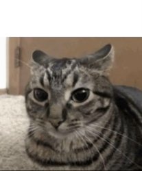 Cat with dilated pupils Meme Template