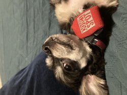 My fucking dumbass dog Meme Template