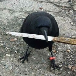 crow with knife Meme Template