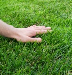 Touching grass Meme Template