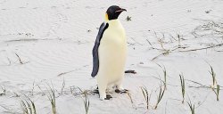 Gus the Australian Penguin Meme Template