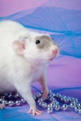 Fancy rat Meme Template