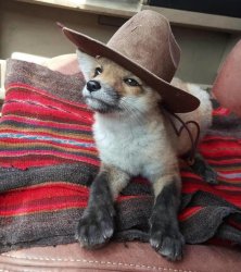 Fox in Hat Meme Template