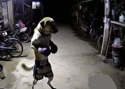 Boxing dog Meme Template