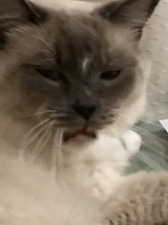 Disappointed/angry cat Meme Template