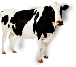 cow Meme Template