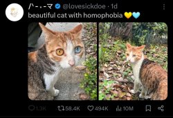 Beautiful cat with homophobia Meme Template