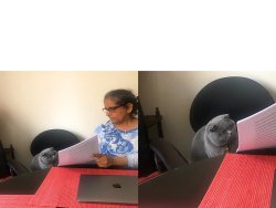 Gato regañado Meme Template