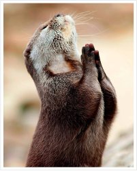 Praying Otter Meme Template