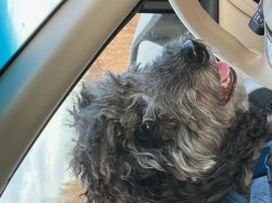 Mochi Looking Meme Template