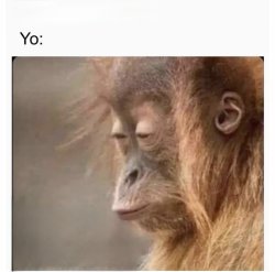 Bae monkey Meme Template