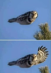 Owl waving Meme Template