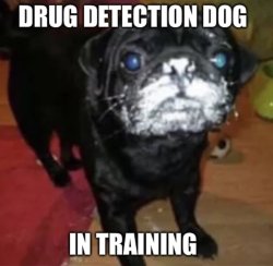 dog cocaine Meme Template